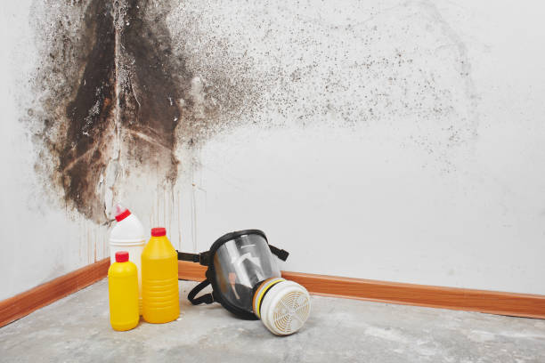 Camanche North Shore, CA Mold Removal Company