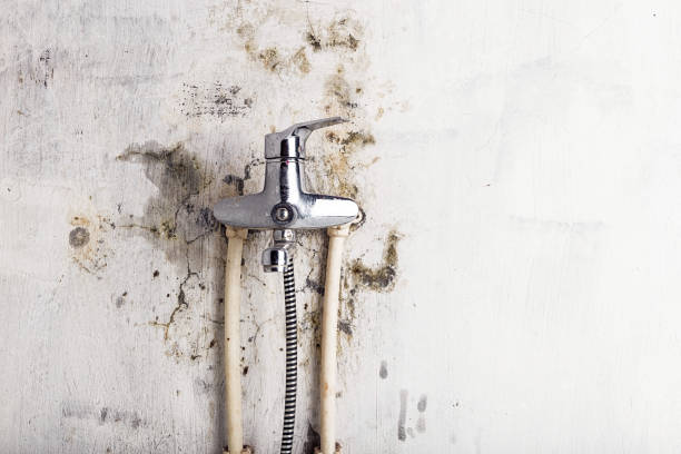 Best Mold Remediation  in Manche North Shore, CA