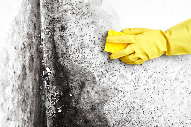 Best Crawl Space Mold Removal  in Manche North Shore, CA