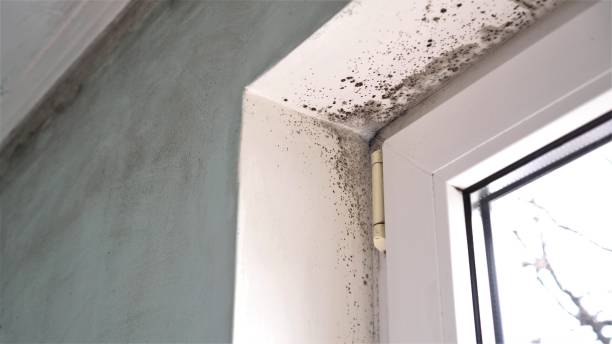 Certified Mold Removal in Camanche North Shore, CA