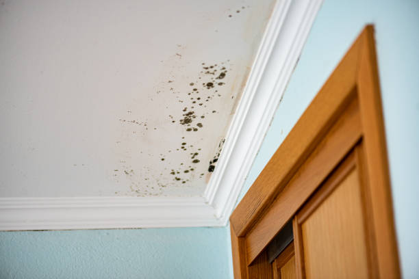 Best Water Damage Restoration  in Manche North Shore, CA