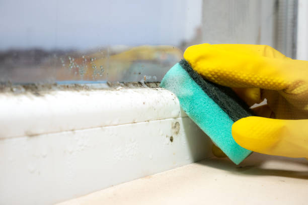 Best Mold Removal Company Near Me  in Manche North Shore, CA