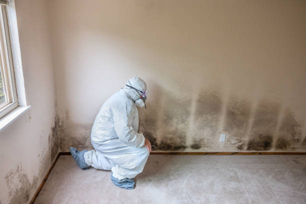 Best Attic Mold Removal  in Manche North Shore, CA