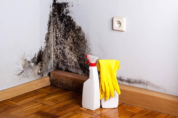 Best Professional Mold Removal  in Manche North Shore, CA